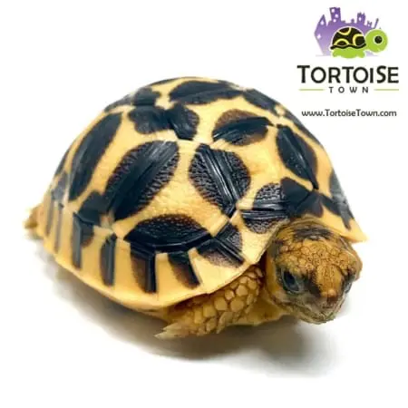 Sri Lankan tortoise for sale