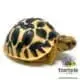 Star tortoise for sale