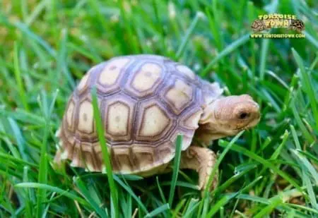 spur thighed tortoise for sale