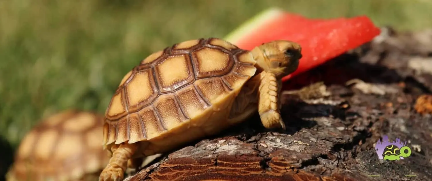 sulcata tortoises for sale