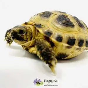 Russian tortoise for sale