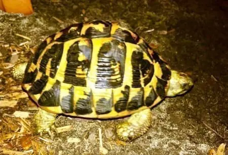 testudo hermanni hermanni