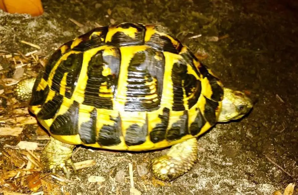 testudo hermanni hermanni
