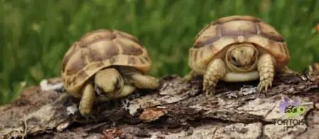 Golden Greek tortoise for sale