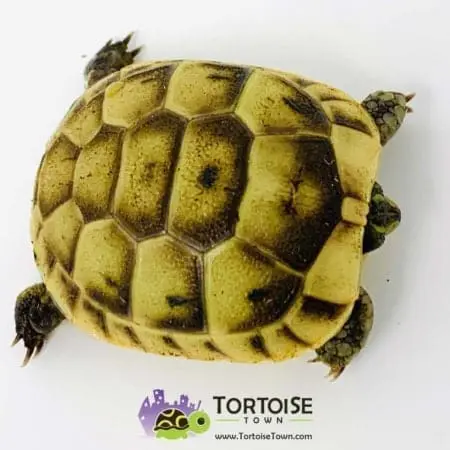 Greek tortoise for sale