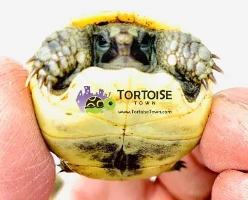 baby tortoise for sale