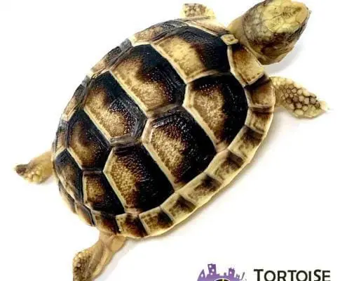 baby Marginated tortoise