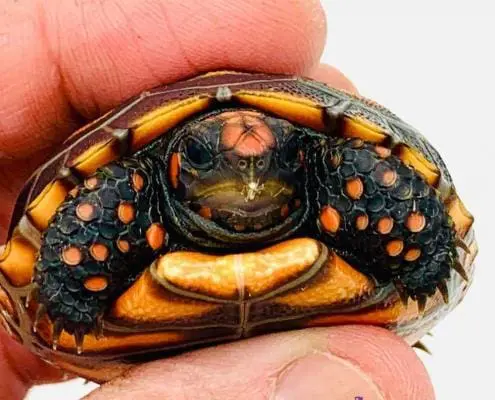 baby cherry head tortoise for sale