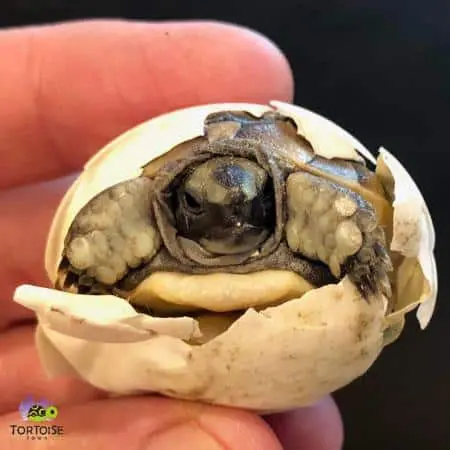 baby greek tortoise