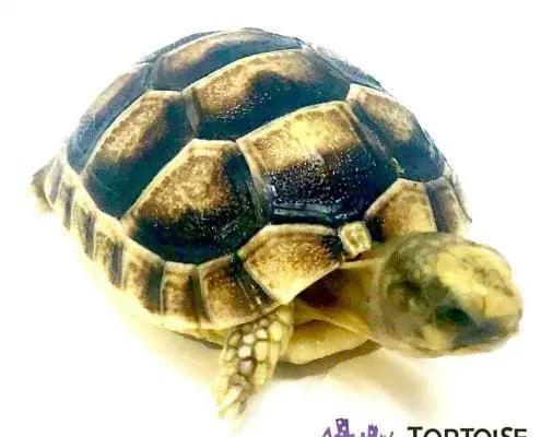 baby marginated tortoise
