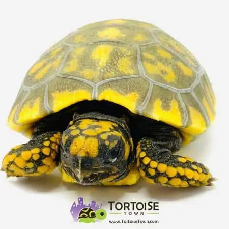 baby yellow footed tortoise