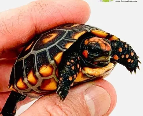 cherry head tortoise price