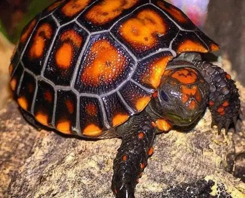 cherry head red footed tortoise