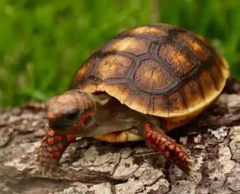baby cherry head tortoise