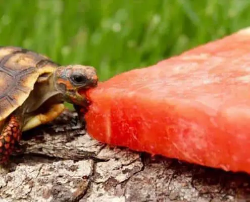 cherry head tortoise for sale