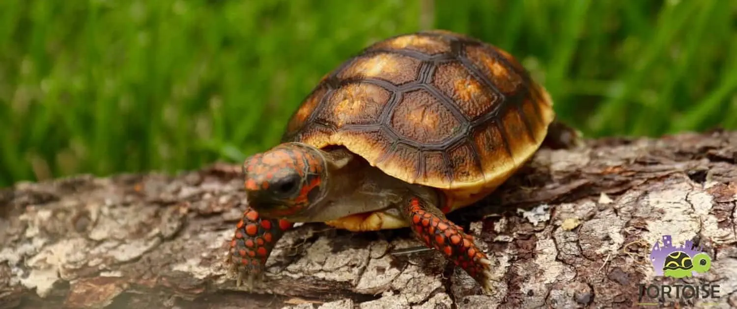 baby cherry head tortoise for sale