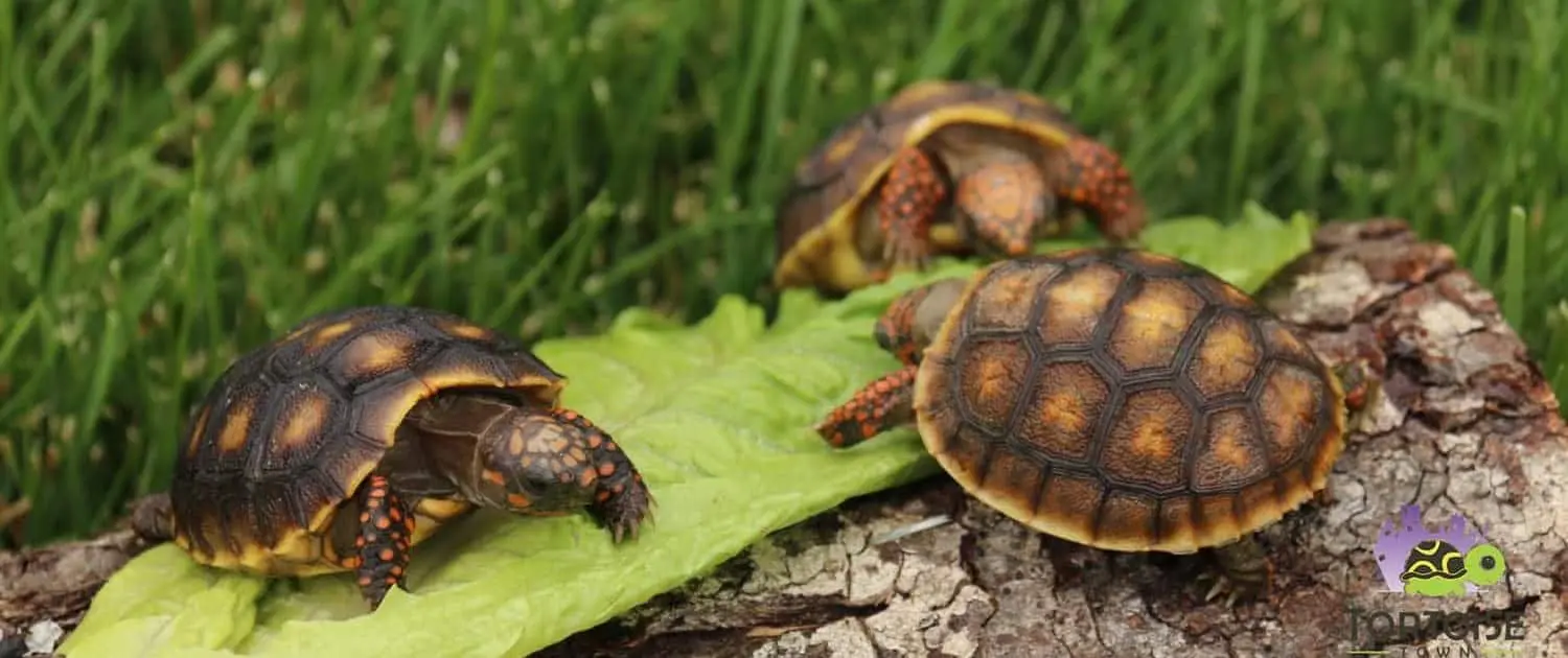 red foot tortoise for sale
