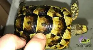 Ibera Greek tortoises for sale