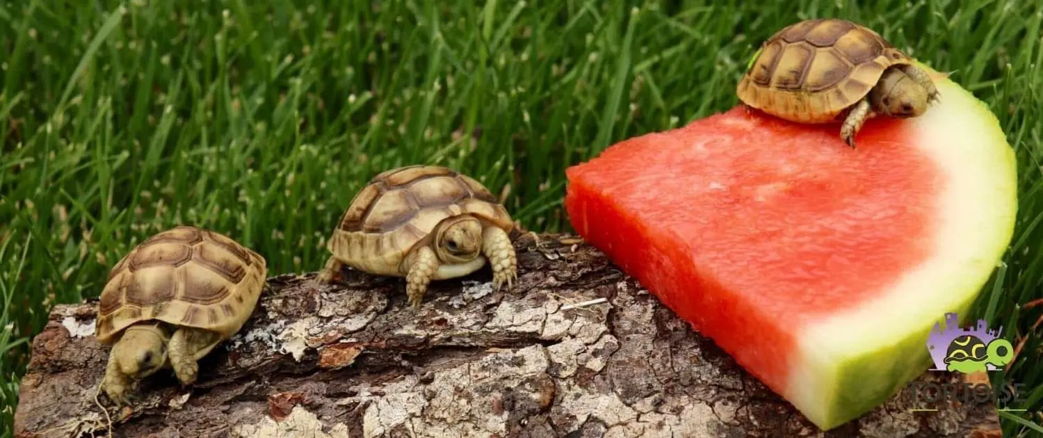 golden greek tortoise hatchlings