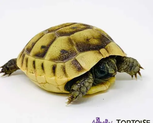 Ibera Greek tortoise