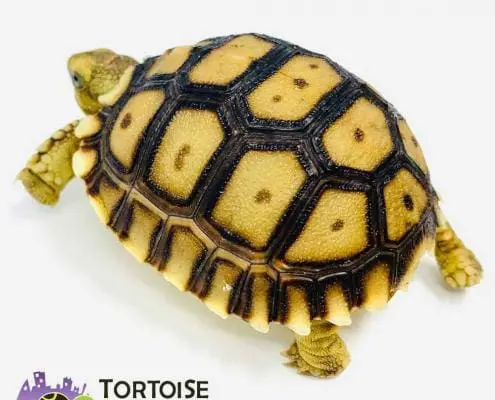 baby Sulcata tortoise