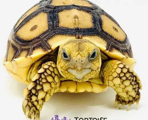 juvenile Sulcata tortoise