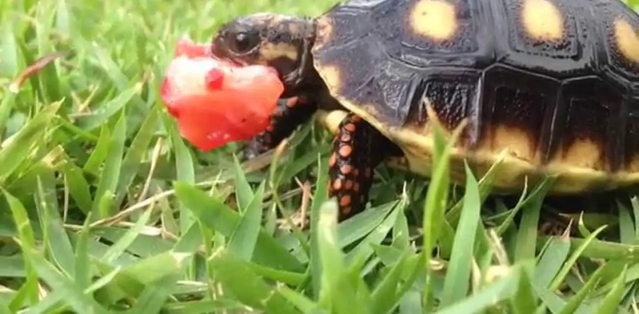 cherry head red foot tortoise
