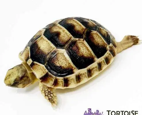 Marginated tortoise breeders