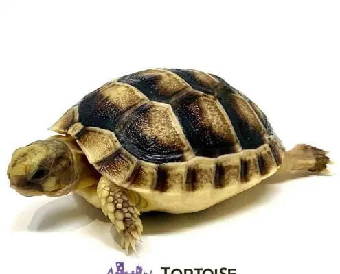 marginated tortoise for sale