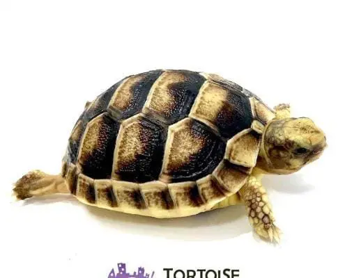 Marginated tortoises for sale