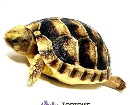 Marginated tortoise for sale