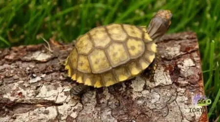 yellow foot tortoise for sale