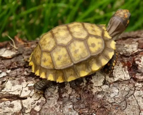 yellow foot tortoise for sale