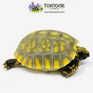 tortoise for sale