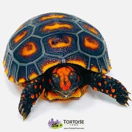 tortoises for sale