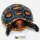 tortoises for sale