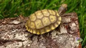 yellow foot tortoises for sale