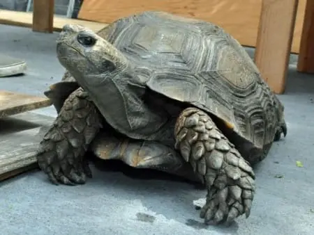burmese mountain tortoise for sale