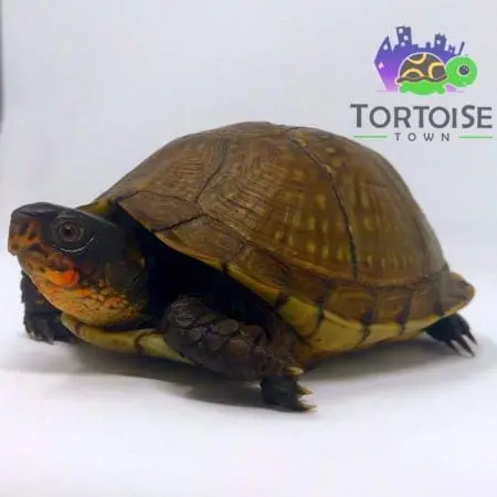 3 toed box turtle