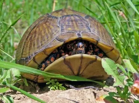 3 toe box turtle for sale