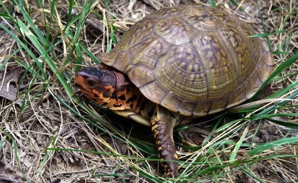 3 toe box turtle