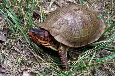 3 toe box turtle