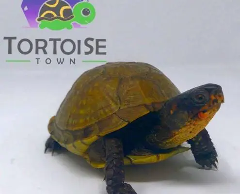 baby box turtle