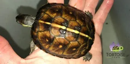 eastern box turtle for sale