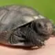 burmese mountain tortoise for sale