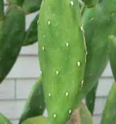 cactus pads for sale