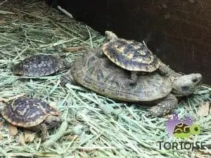 pancake tortoise care