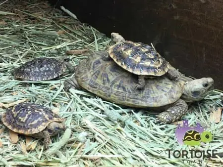 baby pancake tortoise care