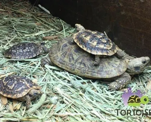 baby pancake tortoise care