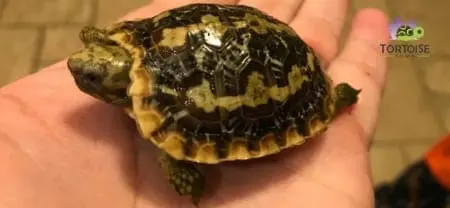 pancake tortoise for sale